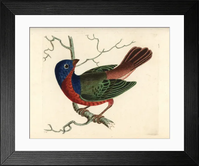 Framed Print : Painted bunting, Passerina ciris Framed Print : Painted bunting, Passerina ciris