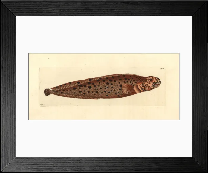 Framed Print : Spotted wolffish, Anarhichas minor Framed Print : Spotted wolffish, Anarhichas minor