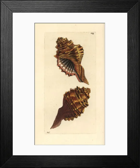 Framed Print : Cymatium femorale Framed Print : Cymatium femorale