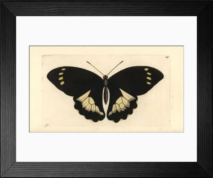 Framed Print : Papilio tydeus Framed Print : Papilio tydeus