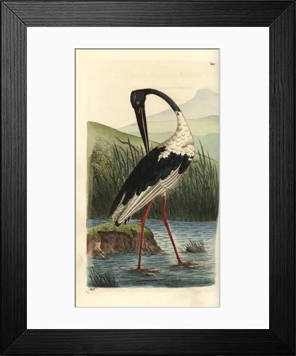 Framed Print : Black-necked stork, Ephippiorhynchus asiaticus Framed Print : Black-necked stork, Ephippiorhynchus asiaticus