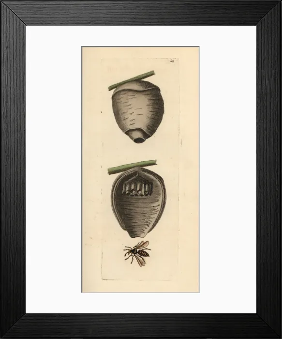Framed Print : Tree wasp, Dolichovespula sylvestris