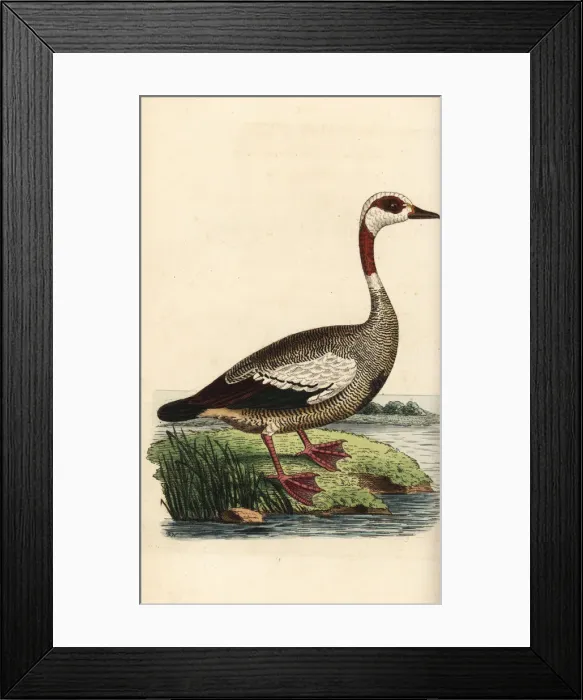 Framed Print : Egyptian goose, Alopochen aegyptiaca Framed Print : Egyptian goose, Alopochen aegyptiaca