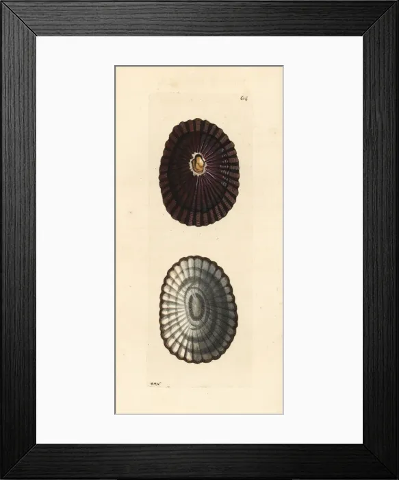 Framed Print : Blue-rayed limpet, Patella pellucida Framed Print : Blue-rayed limpet, Patella pellucida