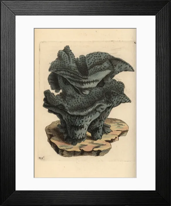 Framed Print : Pezizoid madrepore coral, Madrepora pezizoides Framed Print : Pezizoid madrepore coral, Madrepora pezizoides