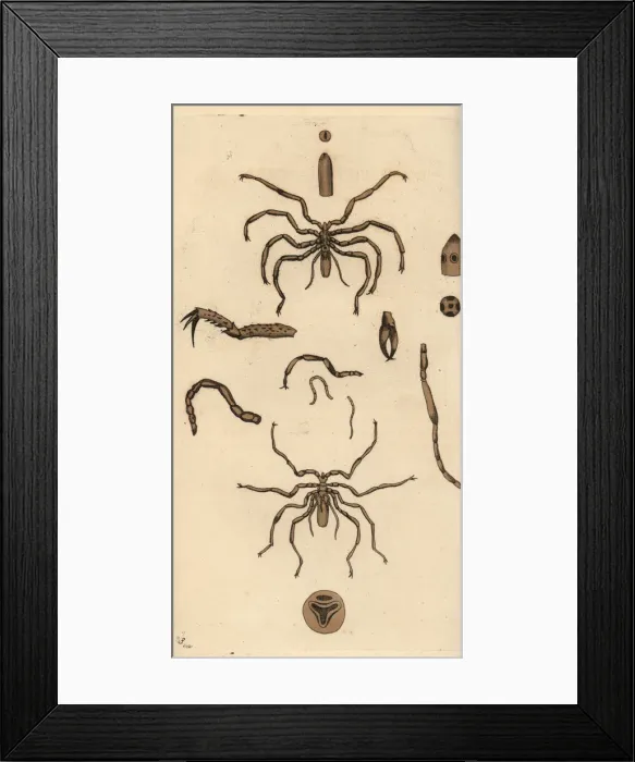 Framed Print : Harvestman spider species Framed Print : Harvestman spider species