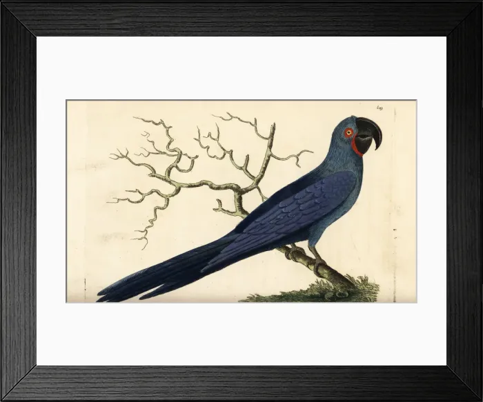 Framed Print : Hyacinth macaw, Anodorhynchus hyacinthinus Framed Print : Hyacinth macaw, Anodorhynchus hyacinthinus