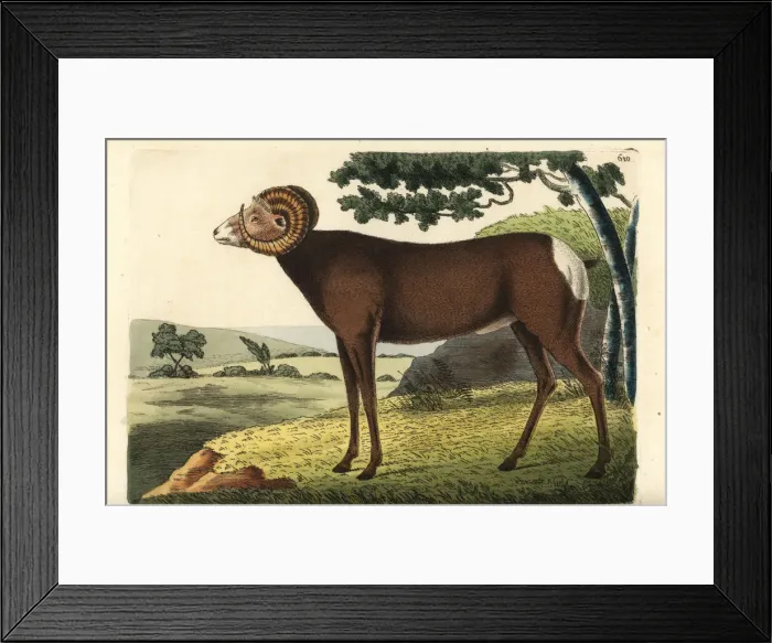 Framed Print : Bighorn sheep or Canadian sheep, Ovis canadensis Framed Print : Bighorn sheep or Canadian sheep, Ovis canadensis