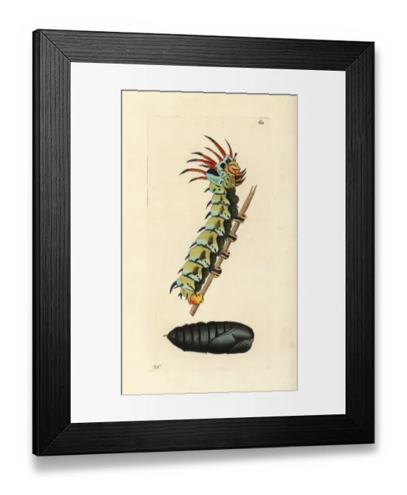 Framed Print : Regal moth, Citheronia regalis Framed Print : Regal moth, Citheronia regalis