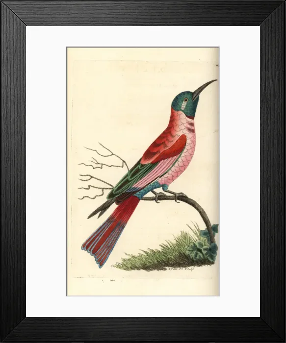 Framed Print : Northern carmine bee-eater, Merops nubicus
