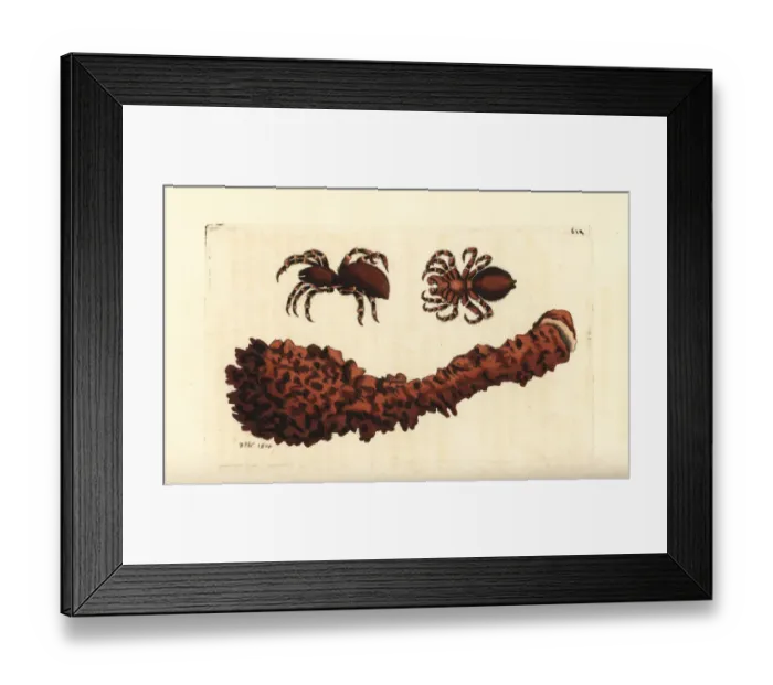 Framed Print : Giant crab spider, Heteropoda venatoria Framed Print : Giant crab spider, Heteropoda venatoria