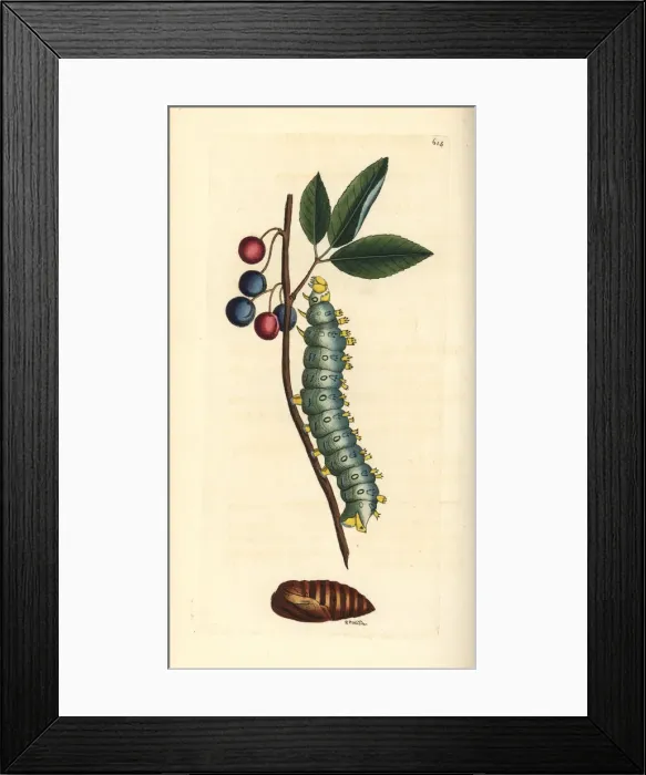 Framed Print : Cecropia moth, Hyalophora cecropia Framed Print : Cecropia moth, Hyalophora cecropia