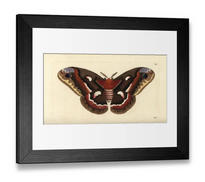 Framed Print : Cecropia moth, Hyalophora cecropia Framed Print : Cecropia moth, Hyalophora cecropia