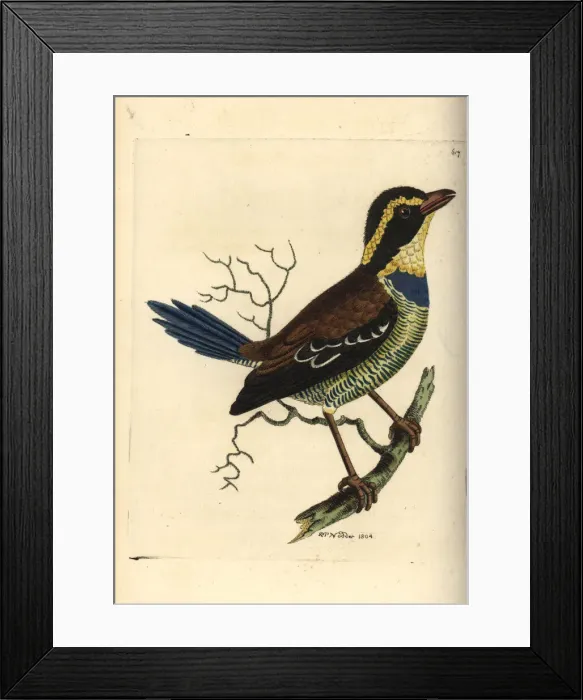 Framed Print : Javan banded pitta, Pitta guajana Framed Print : Javan banded pitta, Pitta guajana