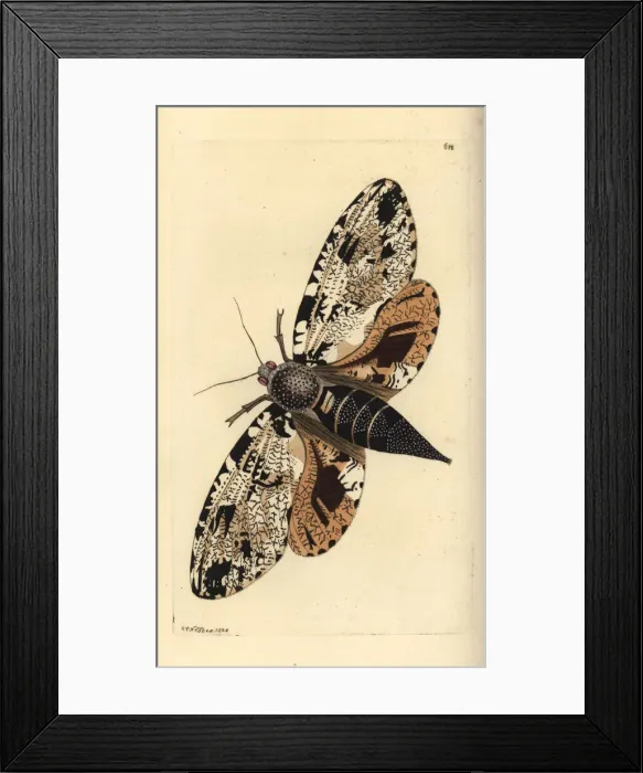 Framed Print : Xyleutes strix moth Framed Print : Xyleutes strix moth