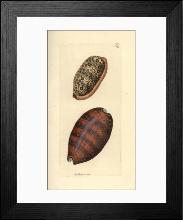 Framed Print : Eyed cowry and lynx cowry Framed Print : Eyed cowry and lynx cowry