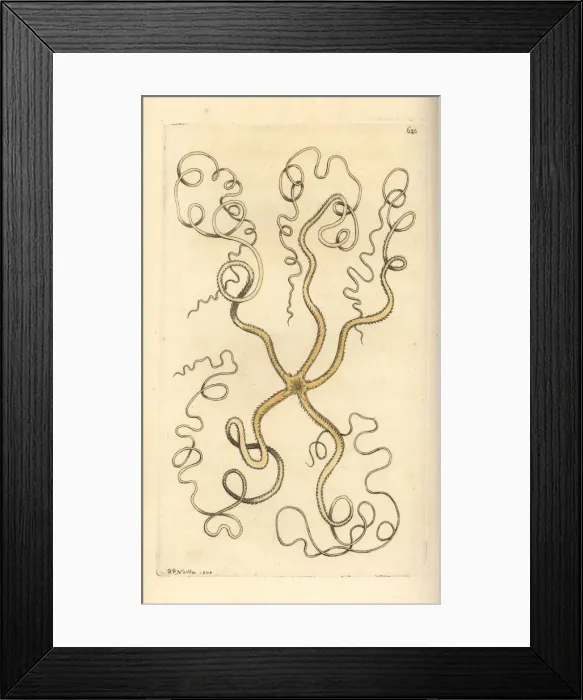 Framed Print : Asteroschema oligactes Framed Print : Asteroschema oligactes