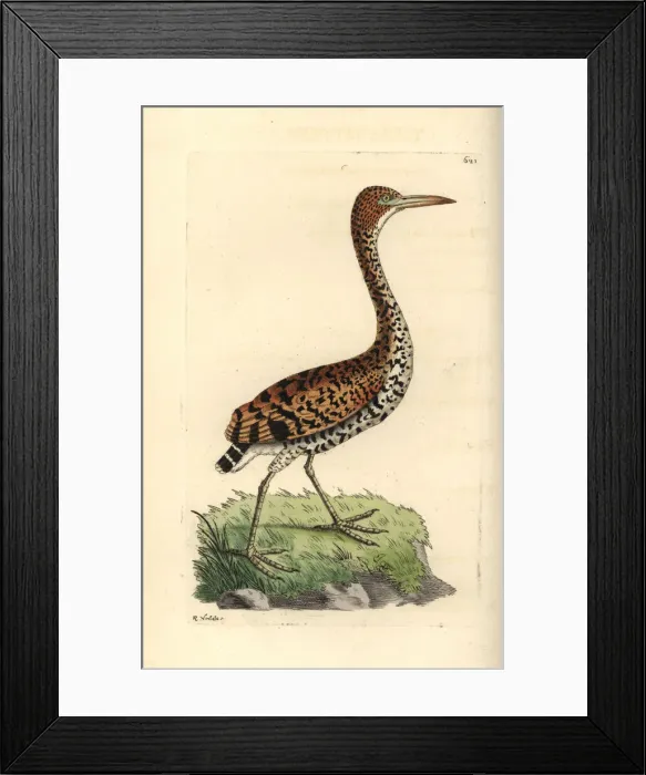 Framed Print : Rufescent tiger-heron, Tigrisoma lineatum Framed Print : Rufescent tiger-heron, Tigrisoma lineatum