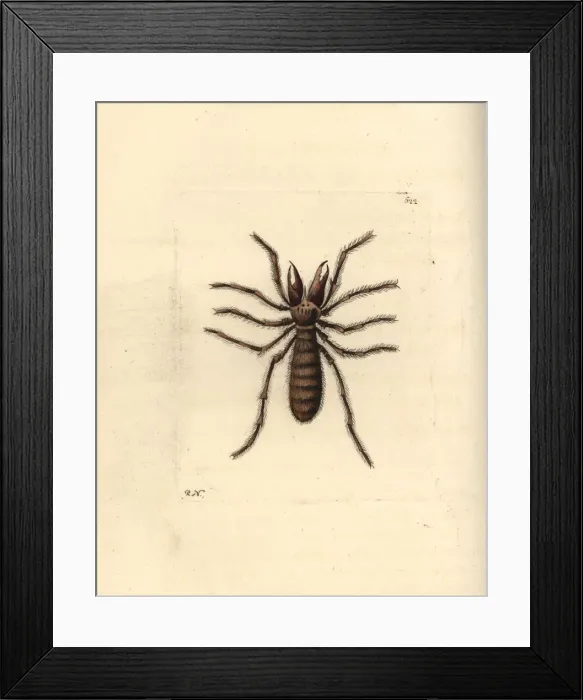 Framed Print : Sun spider, Galeodes araneoides Framed Print : Sun spider, Galeodes araneoides