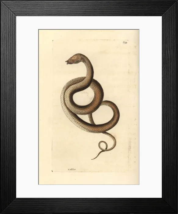Framed Print : Tentacled snake, Erpeton tentaculatum Framed Print : Tentacled snake, Erpeton tentaculatum