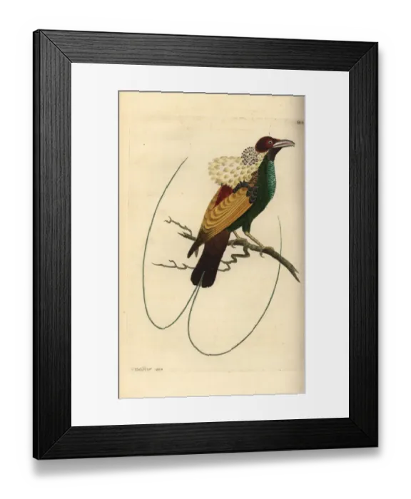 Framed Print : Magnificent bird-of-paradise, Diphyllodes magnificus Framed Print : Magnificent bird-of-paradise, Diphyllodes magnificus