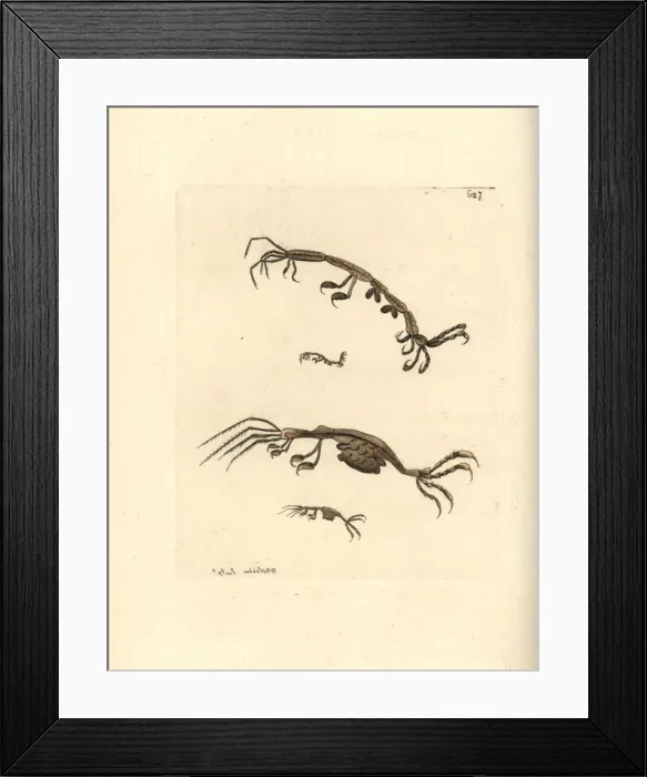 Framed Print : Skeleton shrimp, Caprella linearis Framed Print : Skeleton shrimp, Caprella linearis
