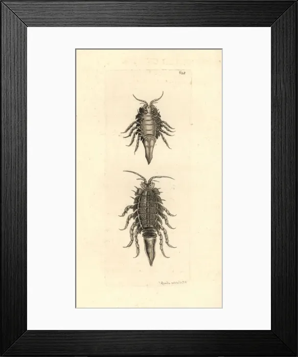 Framed Print : Saduria entomon Framed Print : Saduria entomon