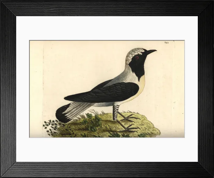 Framed Print : Eastern black-eared wheatear, Oenanthe melanoleuca Framed Print : Eastern black-eared wheatear, Oenanthe melanoleuca