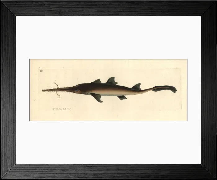 Framed Print : Longnose sawshark, Pristiophorus cirratus Framed Print : Longnose sawshark, Pristiophorus cirratus