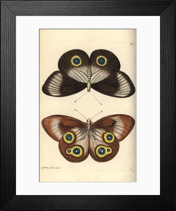 Framed Print : Taenaris urania butterfly Framed Print : Taenaris urania butterfly