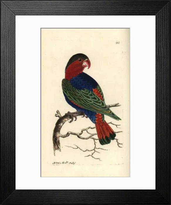 Framed Print : Black-capped lory, Lorius lory Framed Print : Black-capped lory, Lorius lory