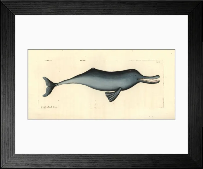 Framed Print : Ganges river dolphin, Platanista gangetica Framed Print : Ganges river dolphin, Platanista gangetica