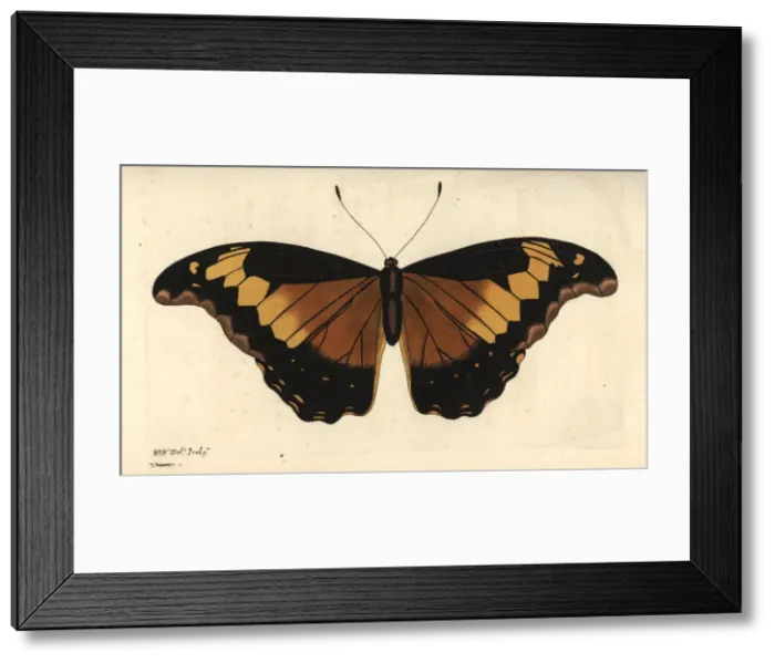 Framed Print : Rhetenor blue morpho, Morpho rhetenor