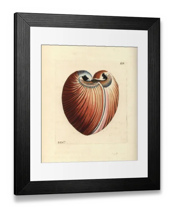 Framed Print : Heart cockle, Glossus humanus Framed Print : Heart cockle, Glossus humanus