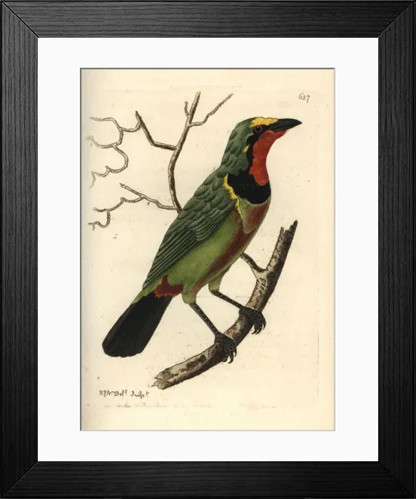 Framed Print : Gorgeous bushshrike, Telophorus viridis Framed Print : Gorgeous bushshrike, Telophorus viridis