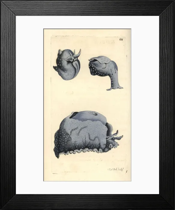 Framed Print : Spotted sea hare, Aplysia punctata Framed Print : Spotted sea hare, Aplysia punctata