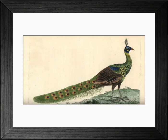 Framed Print : Green peafowl, Pavo muticus Framed Print : Green peafowl, Pavo muticus