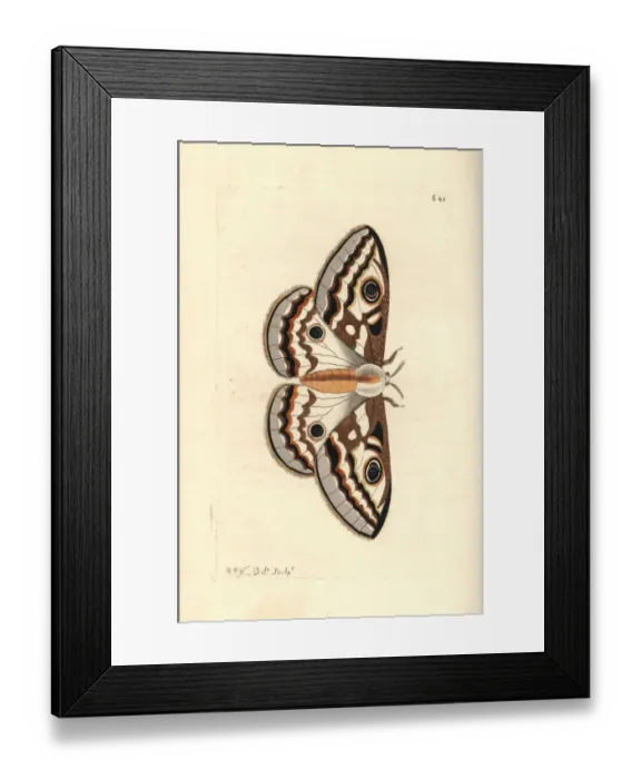 Framed Print : Southern marbled emperor, Heniocha apollonia Framed Print : Southern marbled emperor, Heniocha apollonia