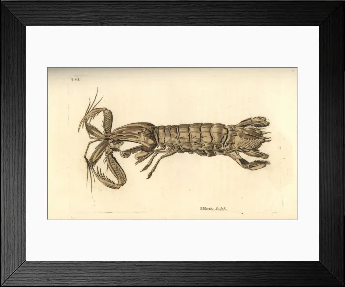 Framed Print : Mantis shrimp, Squilla mantis Framed Print : Mantis shrimp, Squilla mantis