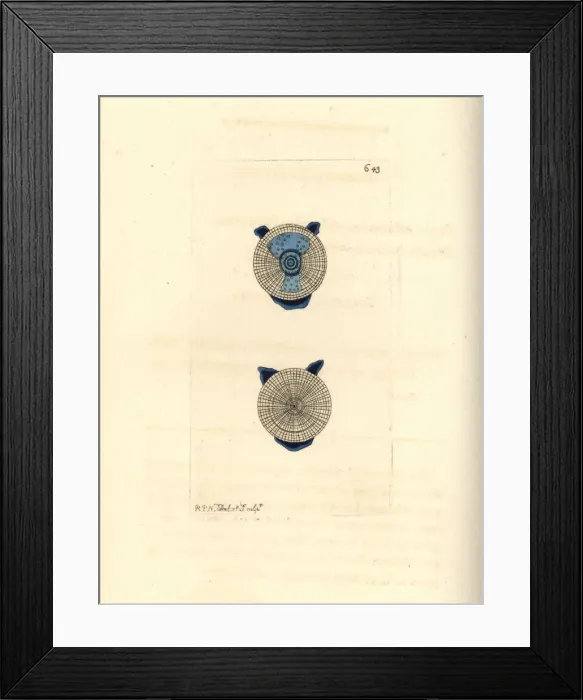 Framed Print : Blue button, Porpita porpita Framed Print : Blue button, Porpita porpita