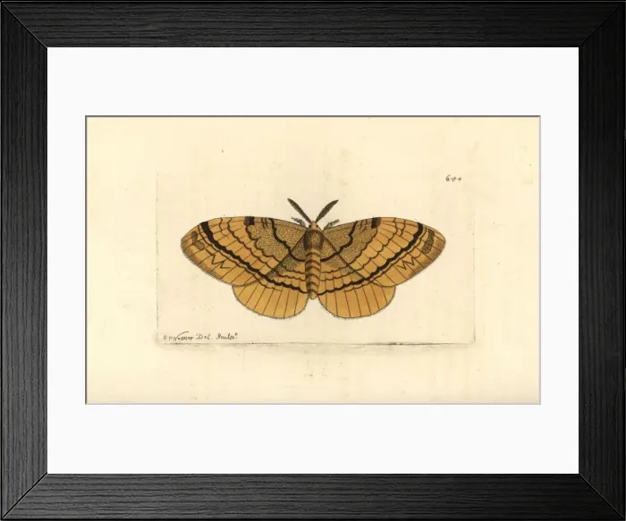 Framed Print : Eupterote fabia moth Framed Print : Eupterote fabia moth