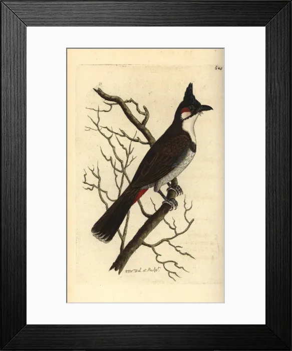 Framed Print : Red-whiskered bulbul, Pycnonotus jocosus Framed Print : Red-whiskered bulbul, Pycnonotus jocosus