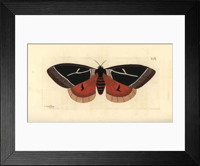 Framed Print : Dirphia tarquinia moth Framed Print : Dirphia tarquinia moth