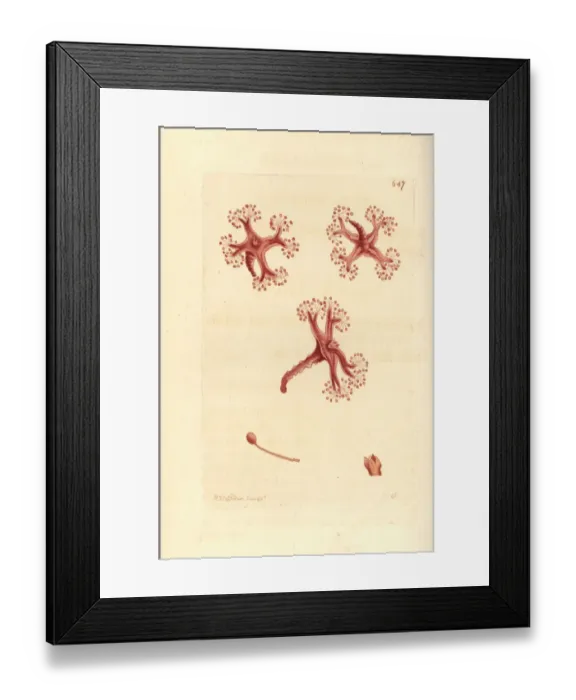Framed Print : Stalked jellyfish, Lucernaria quadricornis Framed Print : Stalked jellyfish, Lucernaria quadricornis