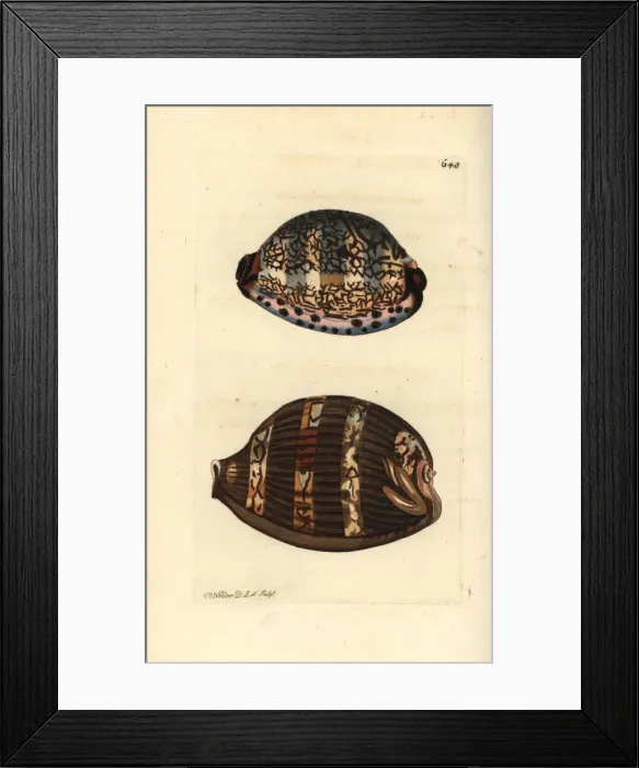 Framed Print : Arabian cowry varieties, Mauritia arabica Framed Print : Arabian cowry varieties, Mauritia arabica