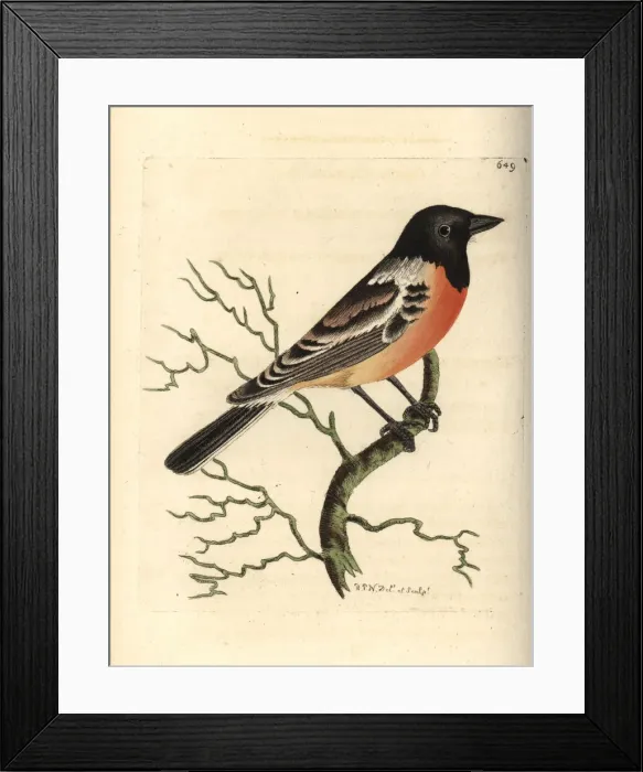 Framed Print : Siberian stonechat, Saxicola maurus Framed Print : Siberian stonechat, Saxicola maurus