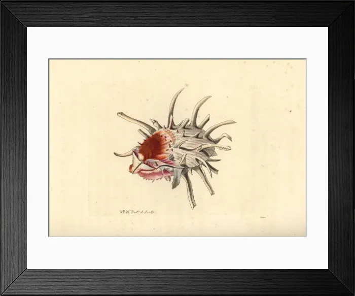 Framed Print : European thorny oyster, Spondylus gaederopus Framed Print : European thorny oyster, Spondylus gaederopus