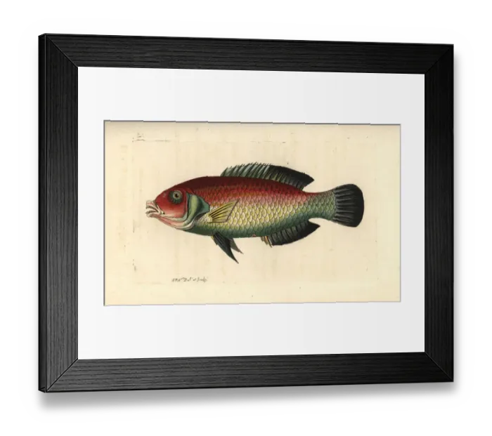 Framed Print : Blackeye thicklip, Hemigymnus melapterus Framed Print : Blackeye thicklip, Hemigymnus melapterus