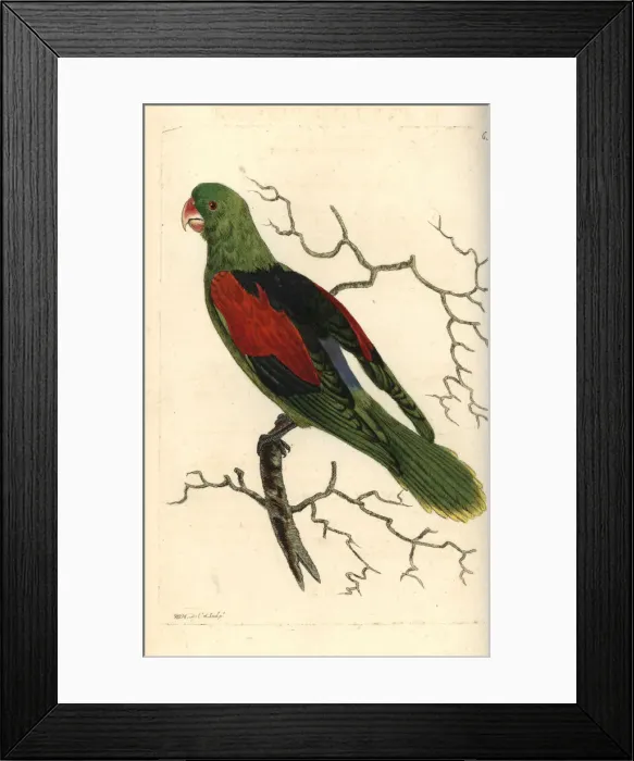 Framed Print : Brown-backed parrotlet, Touit melanonotus Framed Print : Brown-backed parrotlet, Touit melanonotus