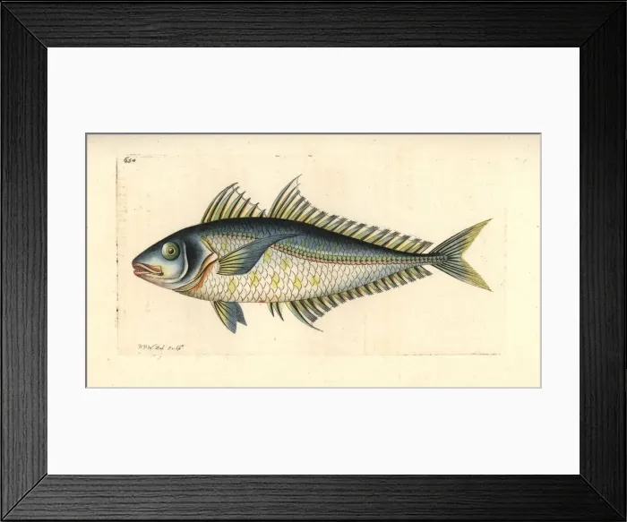 Framed Print : Bigeye scad, Selar crumenophthalmus Framed Print : Bigeye scad, Selar crumenophthalmus